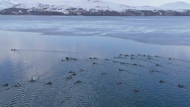 Nazik Gölü'nde buzlar çözüldü, ördeklerin dansı hayran bıraktı