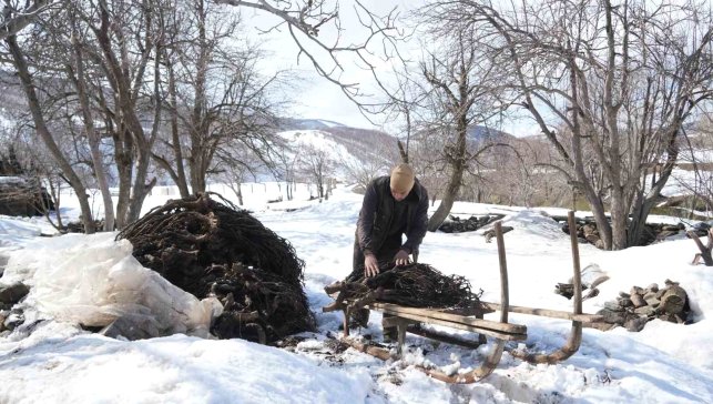 Muş'ta besicilerin asırlık geven otu geleneği sürüyor