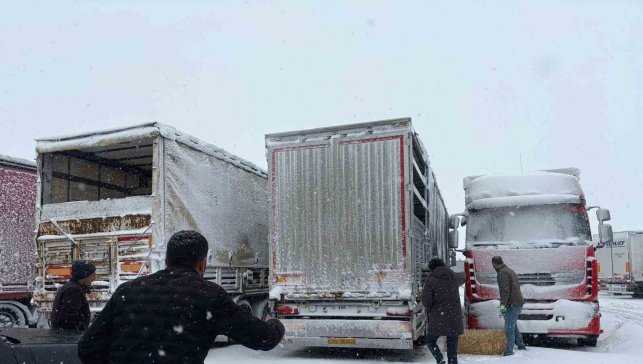 Erzincan'da yolda kalan 200 büyükbaş hayvana yem takviyesi