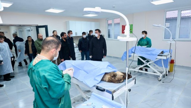 Bitlis'te 6 ayda 1752 sahipsiz köpek barınağa alındı 