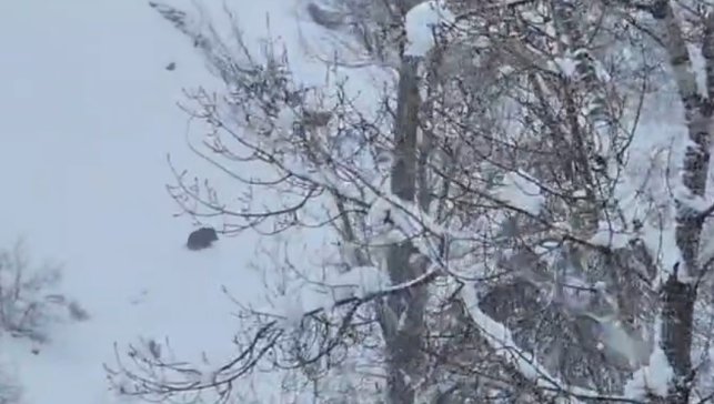 Karlı havada yiyecek arayan yaban domuzu görüntülendi