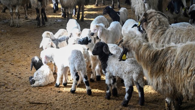 Küçükbaş hayvancılığa destek projesi Vanlı çiftçileri sevindirdi