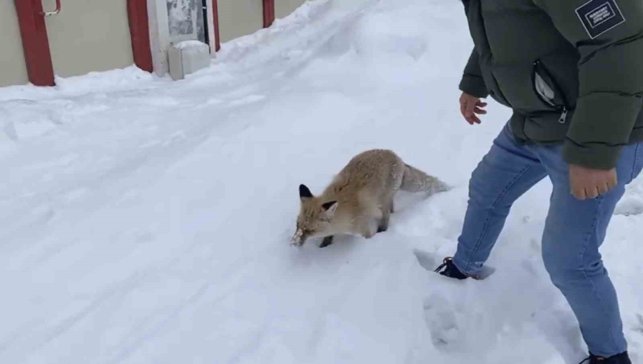 Bingöl'de aç kalan kızıl tilki şehir merkezine indi
