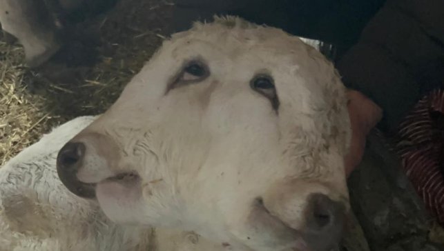 Erzurum'da çift başlı buzağı dünyaya geldi