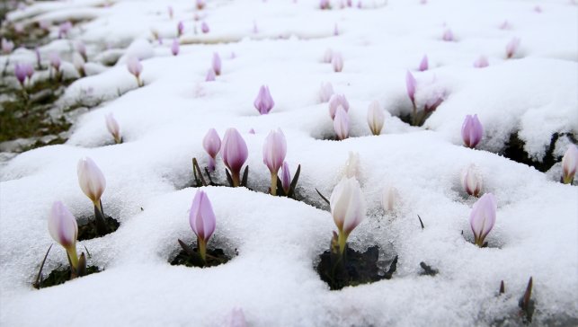 Muş Ovası'nda baharın habercisi çiğdemler kar altında kaldı