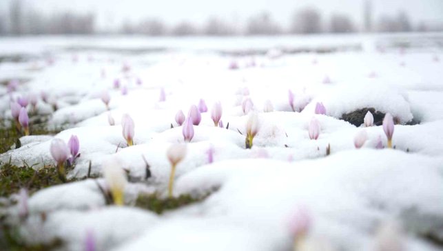Baharın habercisi çiğdemler kar altında kaldı