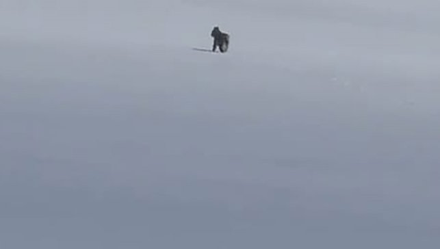 Adilcevaz'da kar üzerinde vaşak görüntülendi