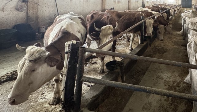 Devlet Hibesiyle Kuruldu, 50 Baştan 139 Başa Ulaştı: Ağrı’da Örnek Hayvancılık Başarısı