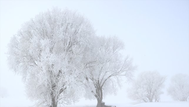 Ağrı'da dondurucu soğuk hava etkili oluyor