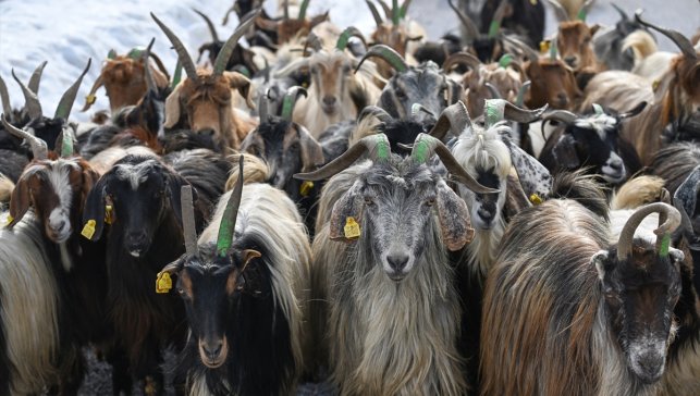 Van’da 2 Bin 640 Besiciye 260 Bin Koyun Desteği Verildi