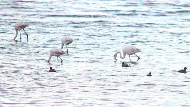 Van Gölü’nde Flamingolar Geri Döndü: Baharla Birlikte Görsel Şölen Başladı