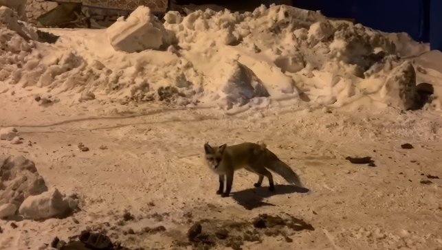 Her Akşam Çağırıyor, Tilki Kapısına Geliyor