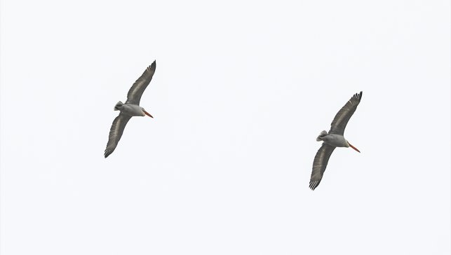 Tepeli pelikan Iğdır’da görüntülendi: Tehdide açık tür sulak alanlarda kaydedildi