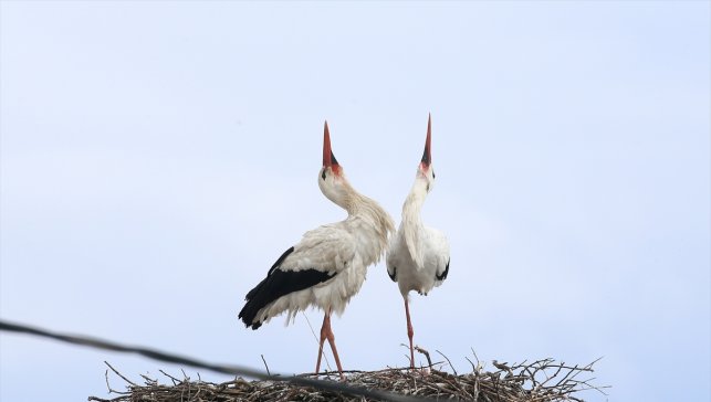 44 yıldır aynı çatıya dönüyorlar: Köyde bahar onların gelişiyle başlıyor