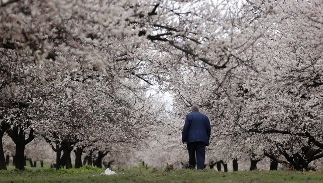Malatya’da milyonlarca kayısı ağacı çiçek açtı: Ova beyaza büründü