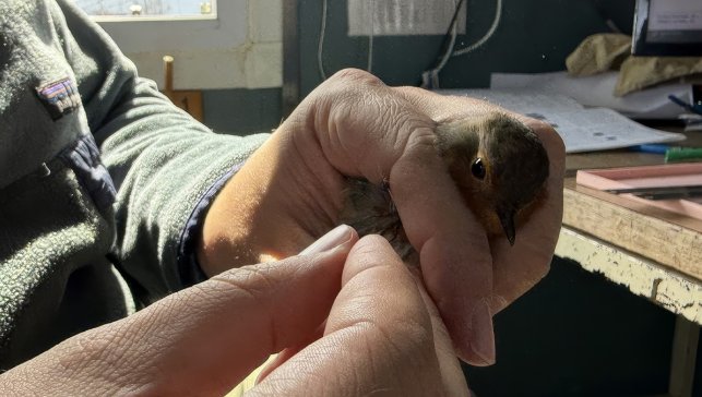 Iğdır’da göç başladı: 28 türden 303 kuş halkalandı