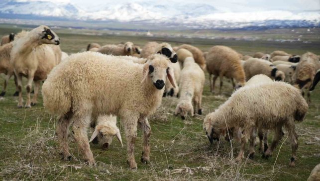 Çetin Kış Bitti, Muş Ovası Kuzu Sesleriyle Doldu