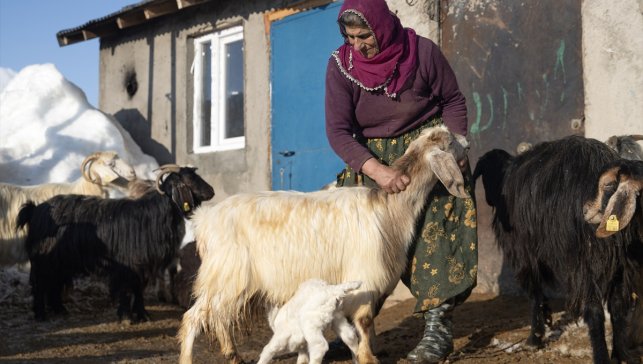 Gece Boyu Nöbet, Zor Doğumlar: Tunceli’de Besiciler Yavrular İçin Seferber