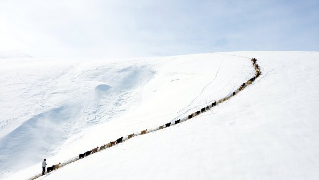 Ağrı’da Karlı Dağlarda İlginç Görüntü: Sürüler Metrelerce Tek Sıra İlerledi