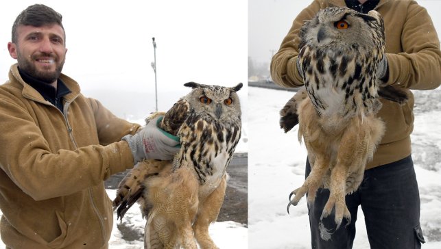 Bitkin halde bulunan kulaklı orman baykuşu tedavi edilip doğaya bırakılacak