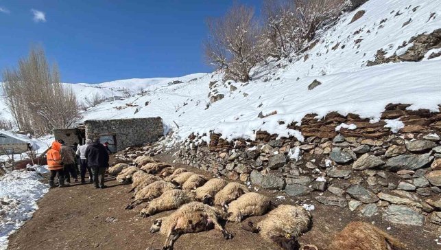 Van'da ahırda feci yangın: 67 küçükbaş hayvan telef oldu