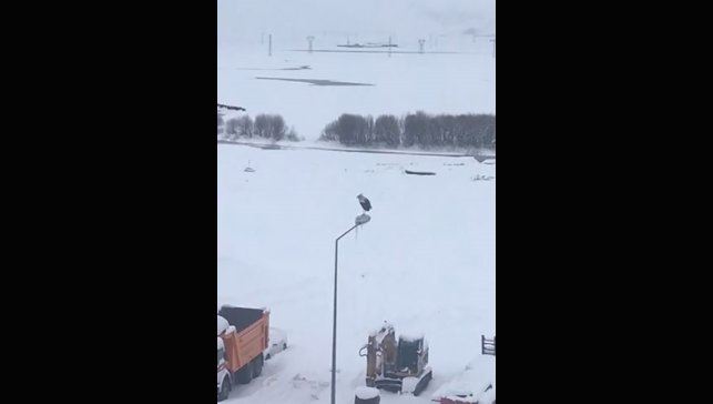 Kar ve soğuğa rağmen elektrik direğinde ayakta duran Leylek dikkat çekti