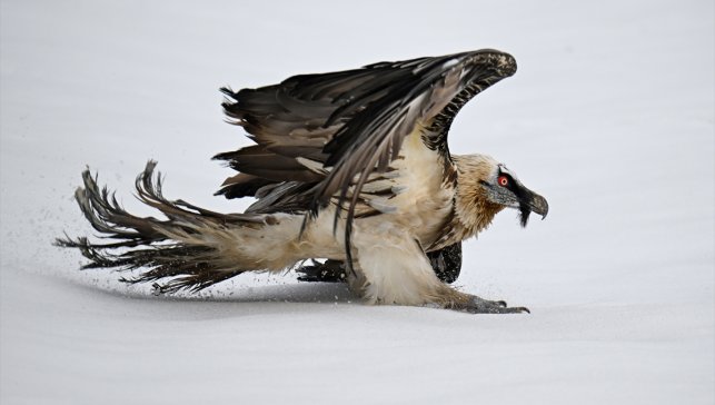 Yaralı kanatlar Van'daki merkezde yapılan tedaviyle hayata tutunuyor