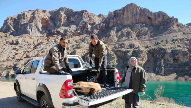 Elazığ'da yaralı dağ keçisi için ekipler seferler oldu