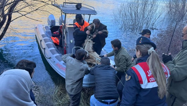 Elazığ'da hasta halde bulunan dağ keçisi koruma altına alındı