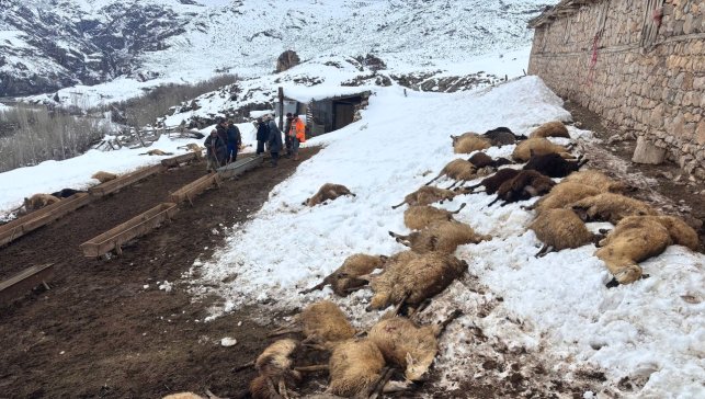 Erzincan'da yemden zehirlendikleri düşünülen 80 koyun telef oldu