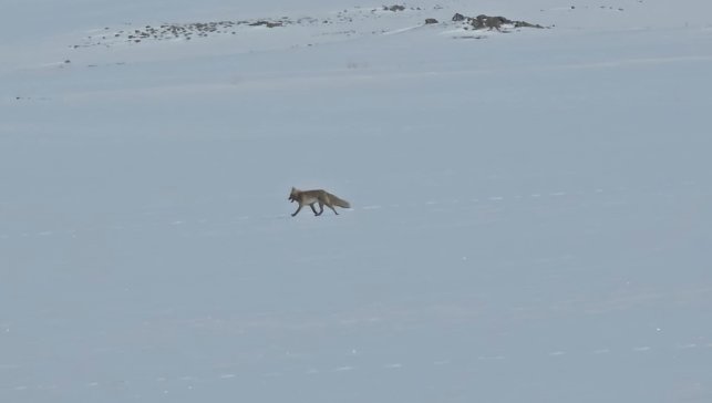 Tilkiler yol kenarında yiyecek aradı