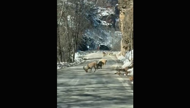 Ovacık yolunda dağ keçisi sürüsü yolu kapladı