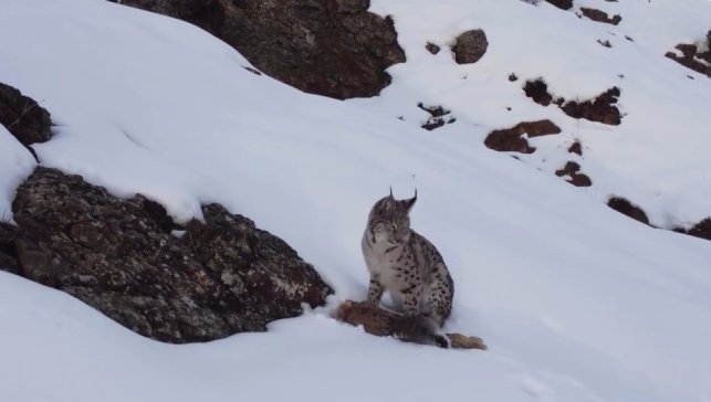 Erzincan'da "Doğadaki Kız" nesli tükenme tehlikesi altındaki vaşağı görüntüledi