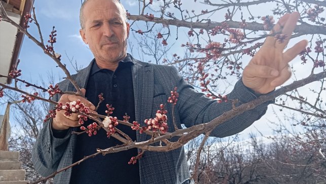 Malatya'da kayısı ağaçları çiçek açtı