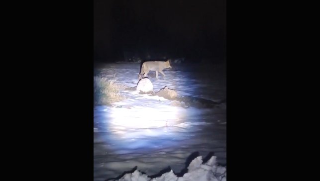 Erzincan'da aç kalan kurtlar köye indi