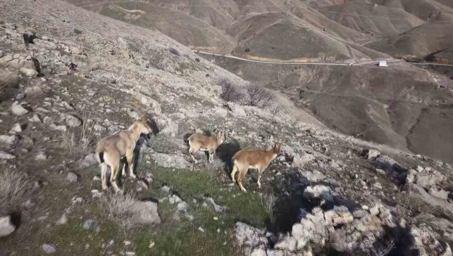 Elazığ'da dağ keçileri dron ile görüntülendi