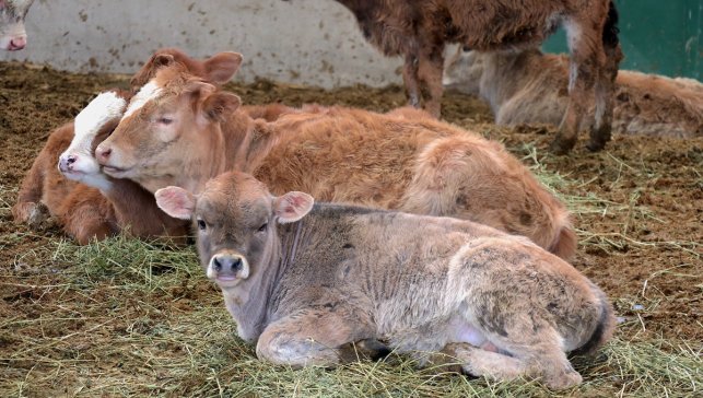 Van'da kurulan Düve Yetiştirme Merkezi büyükbaş hayvancılığı katkı sunacak