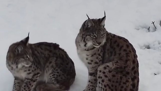 "Ormanın hayaleti" vaşak ailesi Refahiye'de havadan görüntülendi