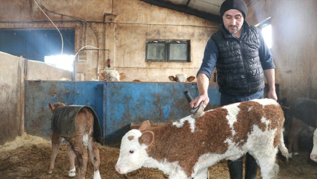 Ağrı'da devlet desteğiyle ahır yapan çiftçi 140 büyükbaş hayvanın bakımını özenle yapıyor