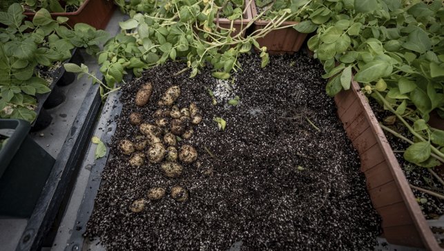 Erzurum'da yerli patates çeşitleri 20 yıllık bilimsel çalışmalarla geliştiriliyor