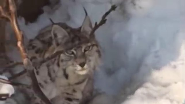 Yüksekova'da yerleşim alanına inen vaşak görüntülendi