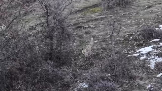 Hasköy'de tilkilerin dron ile imtihanı