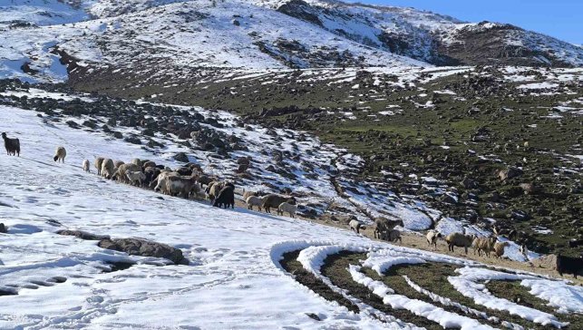 Muş'ta besiciler baharı beklerken yeniden kışa geldi
