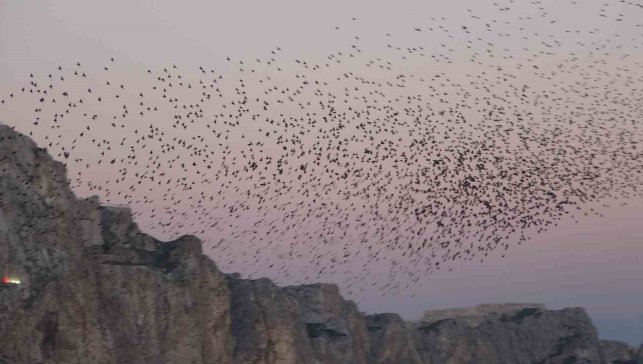 Van Kalesi'nde eşsiz bir gösteri: Sığırcık kuşları havada dans etti