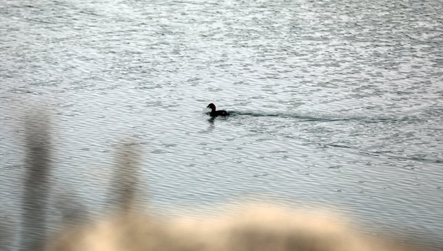 Havaların ısındığı Ağrı Dağı eteklerine göçmen kuşlar gelmeye başladı