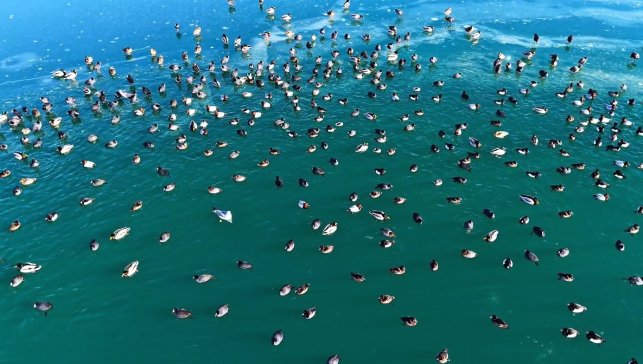 Nazik Gölü'nde ördekler görsel şölen oluşturdu
