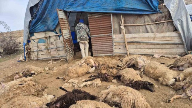 Tunceli'de kurt paniği: 64 koyun telef oldu, 11 koyun yaralı