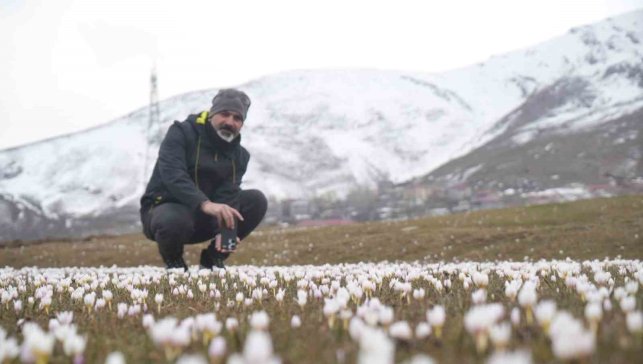Muş Ovası'nda çiğdemler yeniden yüzünü gösterdi