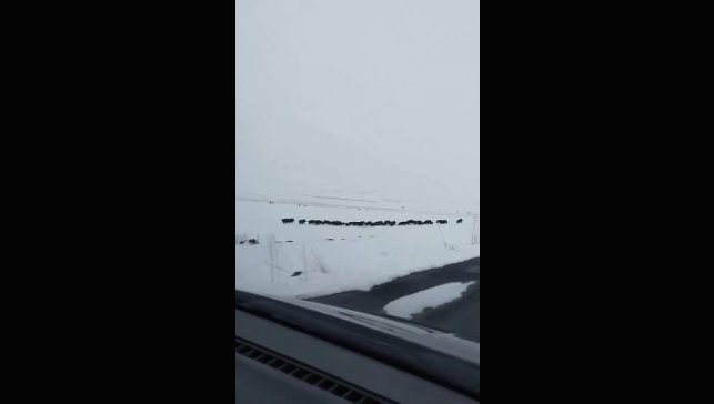 Karlı arazide ilerleyen domuz sürüsü görüntülendi