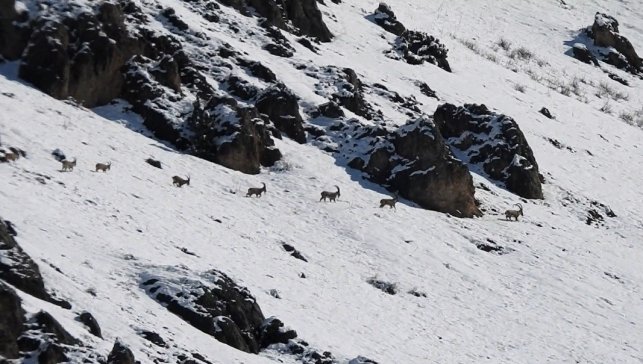 Munzur Dağları'nda yaban keçileri karlı zirvelerde görüntülendi